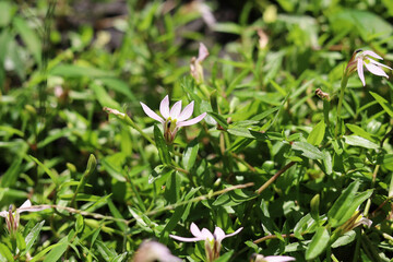 Obraz premium Lobelia chinensis herb with flowers blooming in the green garden.