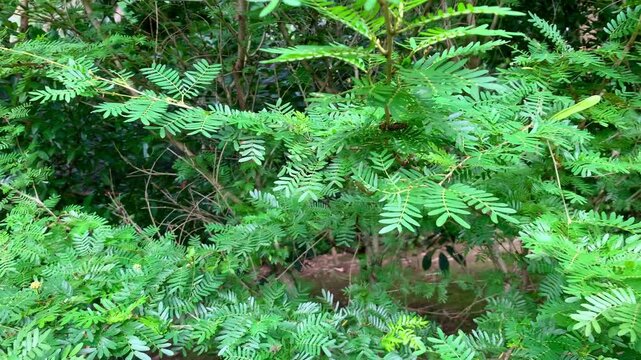 4K footage of Mimosa pudica leaves with fine texture and symmetry in natural light. Suitable for nature, botanical, science, ecology, and background themes.