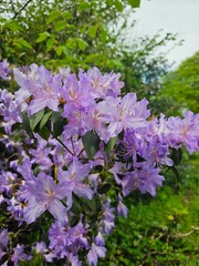 Fototapeta premium Vibrant Purple Flowers in Bloom