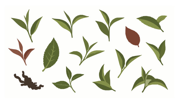 Tea Leaves Scattered Background Natural Botanical Vector