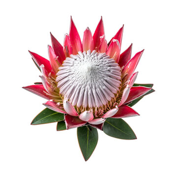 Beautiful pink king protea flower isolated on transparent background. Exotic tropical blooming floral design element