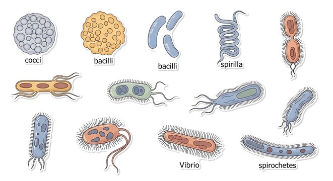 Diverse Microbe Shapes and Forms Cocci, Bacilli, Spirilla, Vibrio, and Spirochetes Illustrated