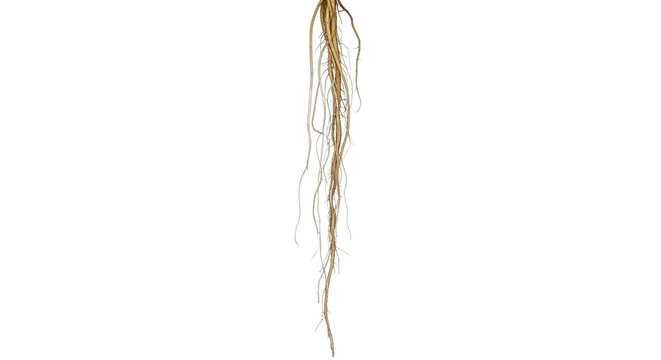 A single strand of fibrous plant roots hangs vertically against a white backdrop.