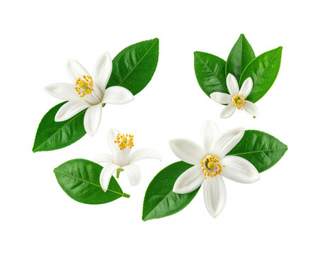 Fresh white orange blossom neroli flowers with green leaves isolated on transparent background. Beautiful citrus floral element