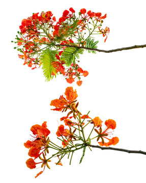 Red royal poinciana flamboyant flowers branch isolated on transparent background. Tropical summer blooming tree floral element