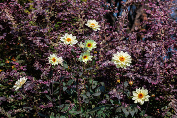 Obraz premium Beautiful pale yellow dahlia flowers blooming in the summer garden. 