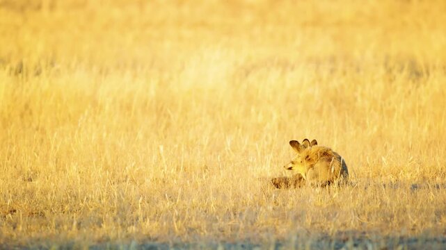 A couple of bat eared fox resting on grass in savanna.