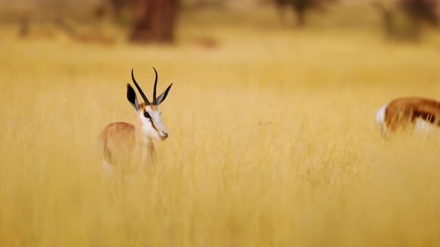 Springbok antelope grazing and standing in long grasses of Savanah