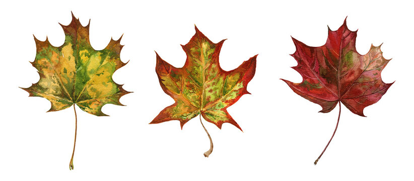 Autumn maple leaves set hand-painted watercolor illustration isolated on transparent background. Warm fall colors, botanical elements for seasonal design, packaging, invitations and cozy decor.
