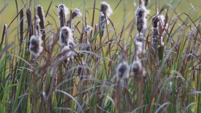 Timelapse of Soft Cat tails in Gentle Breeze on a Calm Summer Evening