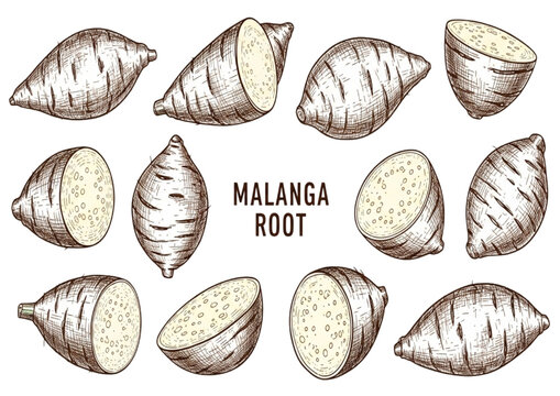 Malanga root illustration, a collection of various cut and whole malanga root vegetables