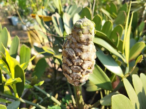 Zamia furfuracea, commonly known as the cardboard palm or cardboard cycad, is a cycad plant species native to eastern Mexico