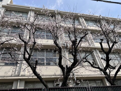 コンクリートの校舎と桜の木と青空