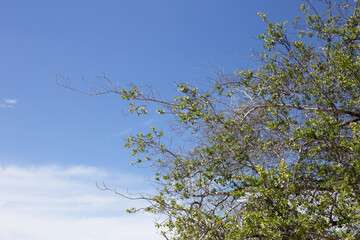 Fototapeta premium Green tree branches reaching toward the clear blue sky.