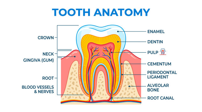 Detailed diagram of human tooth anatomy, showing crown, neck, root, enamel, dentin, pulp, cementum, periodontal ligament, alveolar bone, blood vessels, nerves, and root canal.