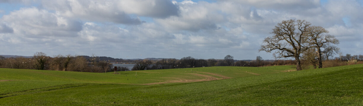 Feld mit Eichen und G&auml;nsen im Fr&uuml;hling Panorama