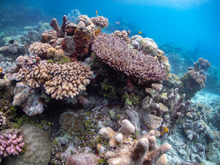 A vibrant coral reef teeming with life, showcasing a diverse array of corals in various shapes and colors, with small fish swimming in the clear blue © Pete Niesen Photo