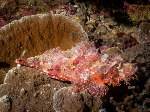 A scorpionfish, a master of camouflage, rests on a coral reef. Its textured skin and coloration allow it to blend seamlessly with its surroundings, ma