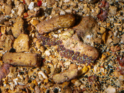 A close-up shot of a string of purple and yellow sea anemones on a rocky seabed.