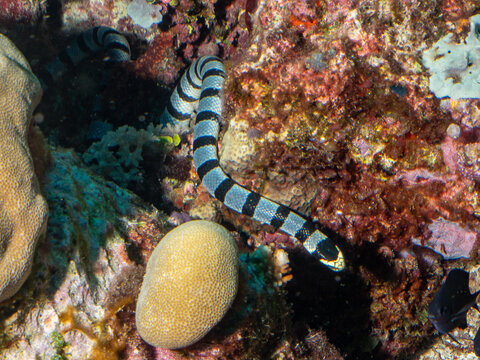 A banded sea krait, a venomous marine snake, navigates through a coral reef, its distinctive black and white bands providing camouflage against the co
