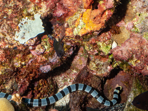 A banded sea krait slithers over a coral reef, its black and white bands contrasting with the colorful coral. A small dark fish swims nearby, seemingl