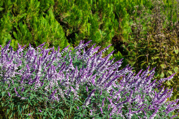 Obraz premium Salvia leucantha Purple Velvet flowers in the garden blooming in autumn.