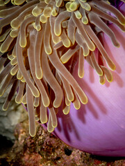 A close-up shot of the tentacles of a sea anemone, showing their texture and color. The anemone is a marine invertebrate that lives in a symbiotic rel © Pete Niesen Photo