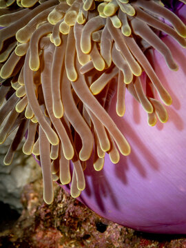 A close-up shot of the tentacles of a sea anemone, showing their texture and color. The anemone is a marine invertebrate that lives in a symbiotic rel