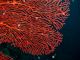 A vibrant red sea fan coral is home to several small fish in the dark blue ocean. © Pete Niesen Photo
