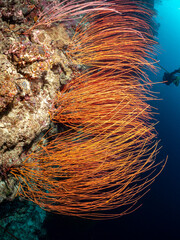 A scuba diver explores a vibrant coral reef, swimming past delicate orange sea fans. The diver's presence highlights the beauty and fragility of this © Pete Niesen Photo