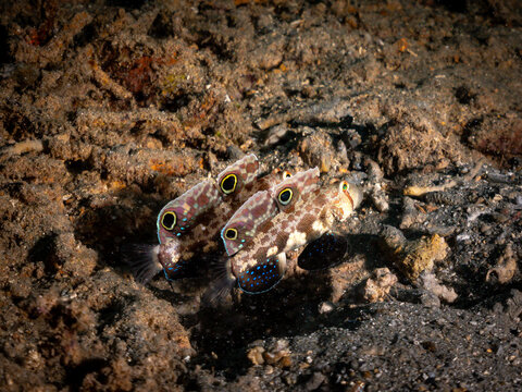 Three spotted blennies are seen resting on the seabed. These small fish are known for their vibrant colors and distinctive markings, often found in shallow, rocky reefs.