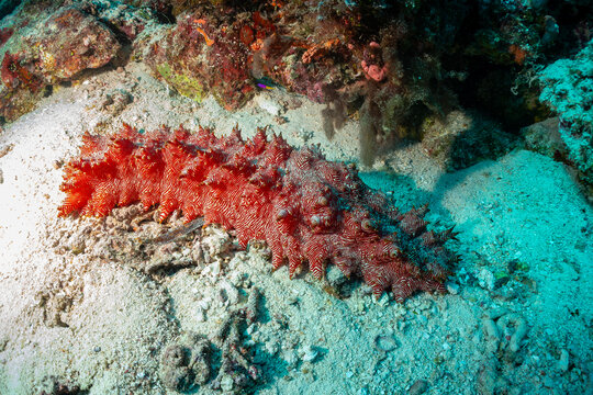 A bright red and white striped sea cucumber rests on the sandy ocean floor, surrounded by coral and rocks. 