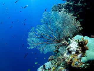 A school of fish swims near a large sea fan and coral reef in the deep blue ocean. © Pete Niesen Photo