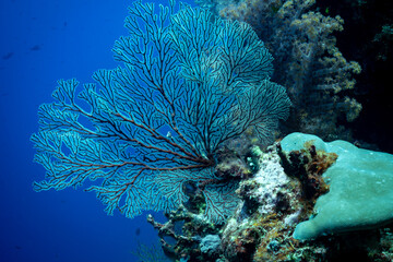 A large, intricate blue sea fan coral dominates the foreground, its delicate branches reaching out into the deep blue ocean. Small fish swim in the ba © Pete Niesen Photo