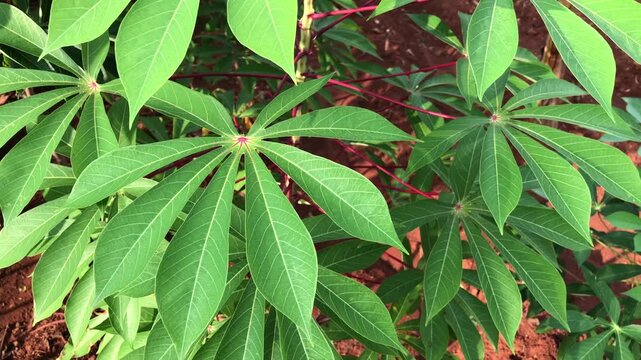 green cassava leaves, red stems