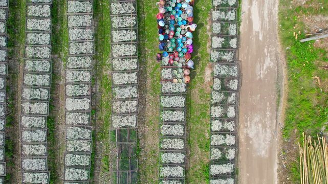 Aerial drone footage from above of a colorful group of local ladies sorting dry small fishes from nets into baskets, wearing wooden hats, in Sumur port, Pandeglang regency, Java island, Indonesia