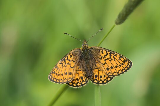 A beautiful ocellate bog fritillary sits on a grass blade. Proclossiana eunomia. A beautiful orange butterfly in the nature habitat. 