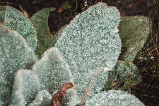 Close-up of fuzzy green leaves covered in frost and water droplets on a cold day