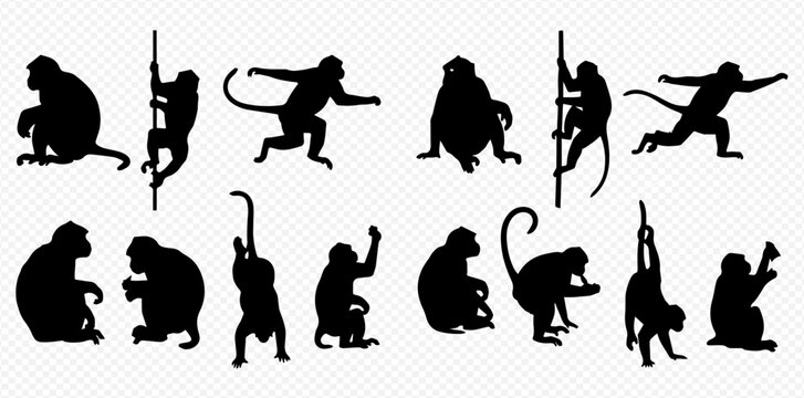 Collection of monkey silhouettes in various poses, including sitting, climbing, and reaching, isolated on a transparent background.