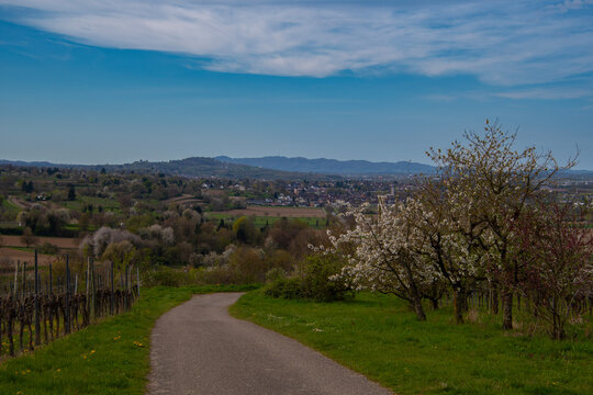 Kirschbl&uuml;te im Achertal bei Oberachern