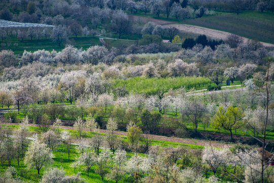 Kirschbl&uuml;te im Achertal bei Oberachern