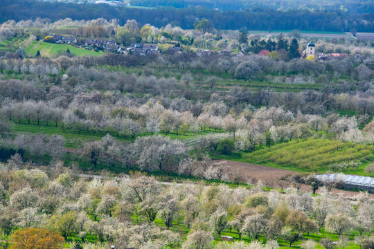 Kirschbl&uuml;te im Achertal bei Oberachern
