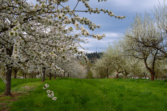 Kirschbl&uuml;te im Achertal bei Oberachern