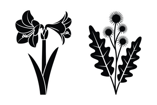 Botanical silhouette set featuring lily flowers and a spiky thistle plant