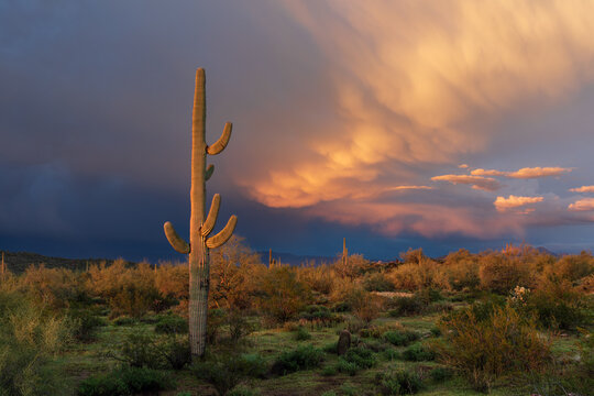 Saguaro cactus at sunset