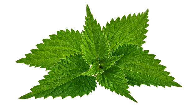 Stinging nettle alternative medicine and medicinal herbs, isolated on transparent background