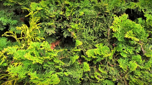 Lush green thuja hedge. 4K cinematic panning shot of dense evergreen foliage and coniferous texture. Vibrant garden landscaping and natural plant background.