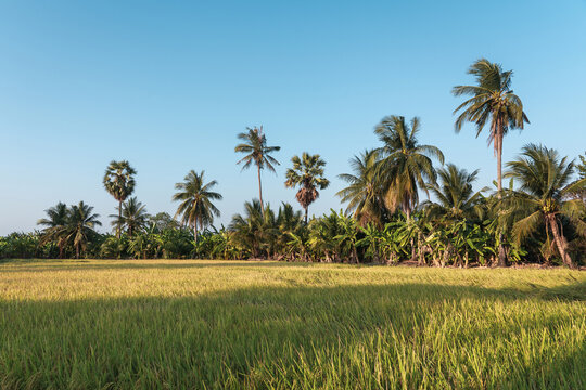 Landscape of Golden rice field and background mixed crops of banana, coconut, and sugar palmyra palm trees under clear blue sky with afternoon sunlight in lowland areas at countryside Thailand.