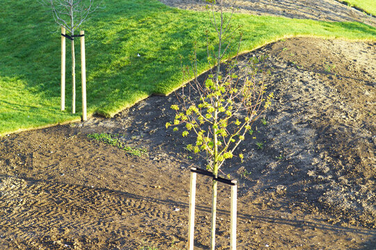 Young maple sapling with spring flowers supported by stakes within newly formed park landscape. Portrays terrain modeling technique, erosion control approach, and micro-landscape stabilization system.