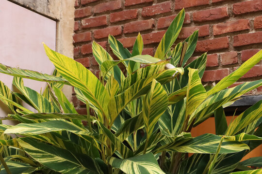 Variegated Shell Ginger (Alpinia zerumbet 'Variegata')